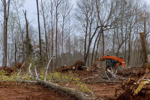 Clinton, WI Tree Removal Services Company